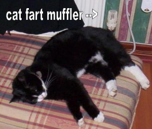 Cat Fart Muffler - Cat Macro