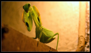 Praying Mantis Live Habitat