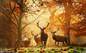 best deer wallpapers | awesome deer wallpapers | beautiful deers ...