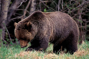 Grizzly Bear Fur