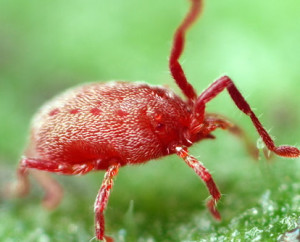 Is It A Tick, A Bedbug, A Louse Or a Chigger?