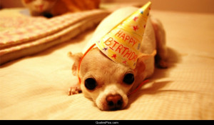 celebration chihuahua cute dog dog happy birthday puppy post ...
