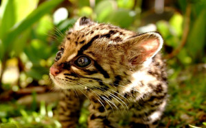 Cute Baby Ocelot Kittens