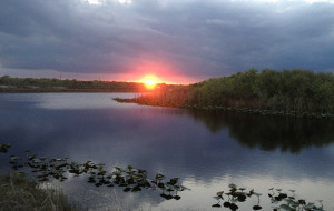 Florida Everglades Invasive Species