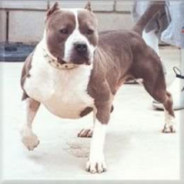 notorious juan gotti Image