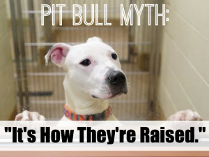 Pit Bulls can be really sweet, loving dogs if they’re raised right ...