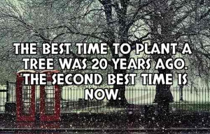 The best time to plant a tree