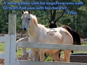 -animal-quotes-and-pictures-of-the-white-horse-funny-animal-quotes ...