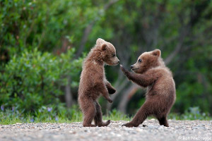 Grizzly Bear Cub photos