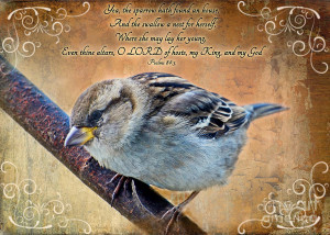 Sparrow With Verse Photograph