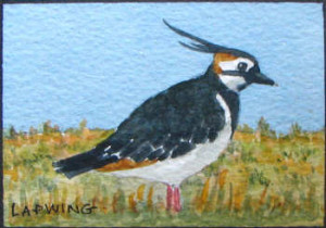 The Lapwing or Peewit from its distinctive call. A UK resident and ...