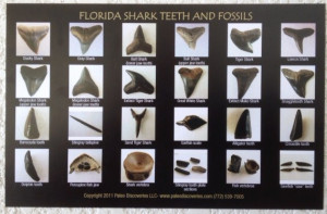 Shark Tooth Fossil Identification Chart