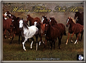 About Mustang Horses Quotes