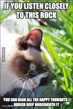 cat funny grumpy cat humor sarcastic funny for more funny quotes ...
