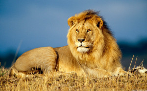 African Lion King Animals – HD Wallpapers African Lion King Animals ...