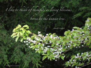 ... thoughts as living blossoms borne by the human tree. - James Douglas