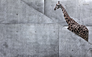 Giraffe Hd Wallpapers Free Nice Wallpaper Picture