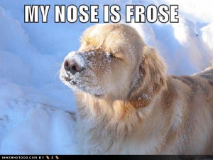 funny_dog_pictures_dog_has_a_cold_nose.jpg