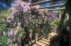 ... footpath, footpaths, path, paths, pathway, pathways, wisteria, PF48