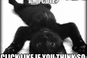 black cat memes funny funny cats