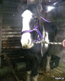 Vale of Glamorgan horse man Tom Price guilty of cruelty