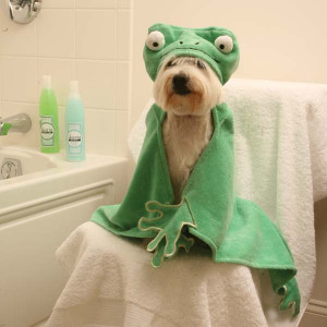 ... funny frog dog getting all nice and warm before he has his bath