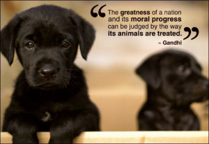 Funnies pictures about Gandhi Quotes regarding Animals