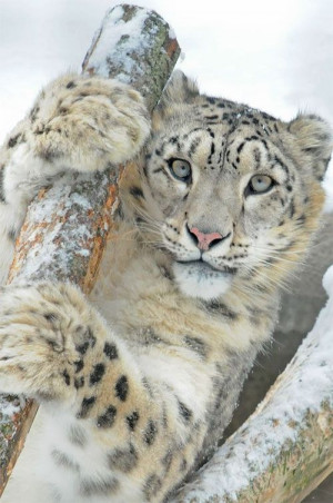 Snow leopard. This would make a good tattoo as well if you had a good ...