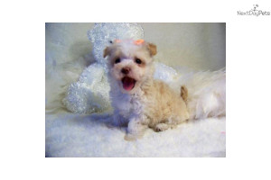 Related Pictures maltipoo puppy pictures adult maltipoo puppy parents ...