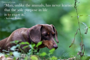 Go Back > Gallery For > Kindness Animals Quotes