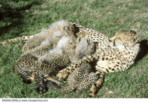 Cheetah nursing four cubs
