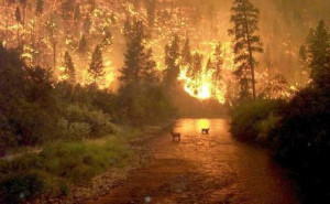 taken in 2000 in Montana at the Bitterroot Forest Fire by a Forest ...