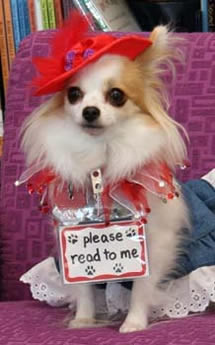 Long-haired Chihuahua therapy dog ready for Fourth of July celebration ...