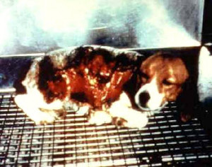 Animal Experimentation - Society for the Advancement of Animal ...