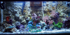 My Seahorse tank UPDATE: Pictures