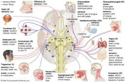 Cranial Nerves – Facts