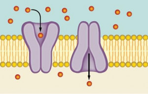 Facilitated Diffusion