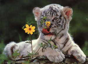 ... tiger cubs wallpapers these are some beautiful pictures of cute cubs