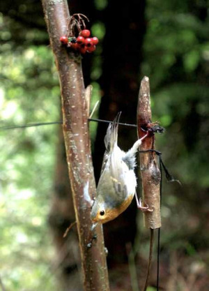 Birds used in hunting, they are alive