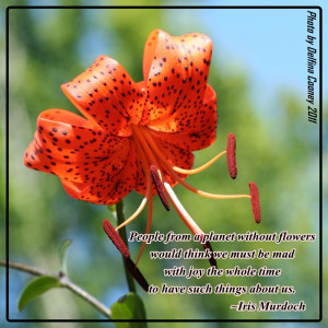 Quotes About Flowers
