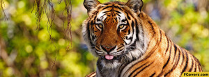 Tiger Facebook Timeline Cover