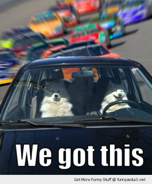 we got this dogs car animal race driver driving nascar track funny ...