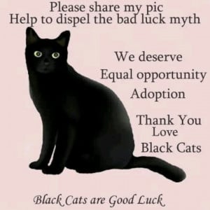 Black cats are good luck