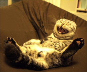 Funny Cat Laughing So Hard.