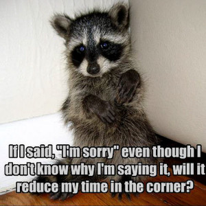 Animal Humor raccoon funny