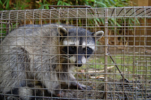 got raccoons call all city animal trapping your raccoon trapping ...