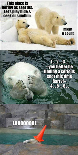 Polar bear fun
