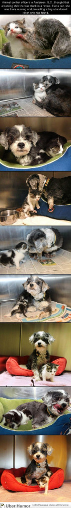 Dog finds a tiny kitten, risks everything to save her.