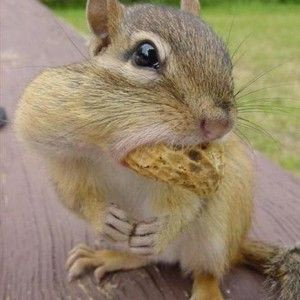 Funny-Quotes-about-Squirrels-1