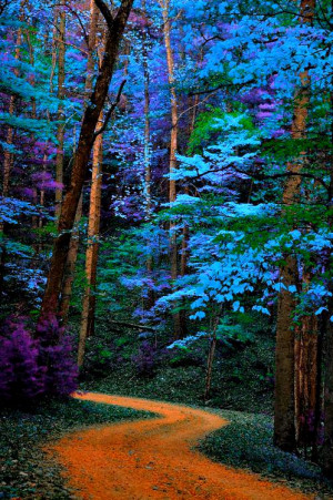 ... nature, blue trees path Great Smoky Mountains National Park, Tennessee